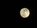 The Moon Light Through the Branches Royalty Free Stock Photo