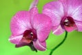 Purple moon orchid flower