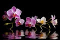 Moon orchid flowers isolated black background. Royalty Free Stock Photo