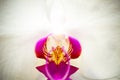 Moon Orchid Royalty Free Stock Photo