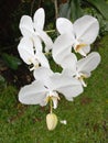 The Moon Orchid or Puspa Pesona is one of Indonesia& x27;s national flowers. Royalty Free Stock Photo