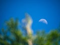 The moon out during the day over an evergreen tree Royalty Free Stock Photo
