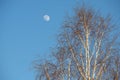 Moon over birch branches against blue sky Royalty Free Stock Photo