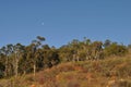 Australian forest and and heath landscape in the bush, Western Australia Royalty Free Stock Photo