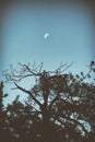 Moon over the silhouette of a lonely tree Royalty Free Stock Photo