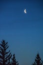 Moon over the tree tops. Calgary,Alberta,Canada Royalty Free Stock Photo