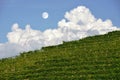 Moon over vineyard Royalty Free Stock Photo