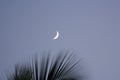 Moon and Palm Fronds