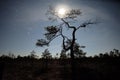 Moon rise observingn over swamp in Latvia Royalty Free Stock Photo