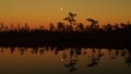 Sunset moon rise over forest and orange sky