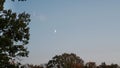 Moon rise over forest