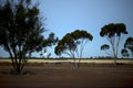 Moon rise over wheat fields, Hyden, WA, Australia Royalty Free Stock Photo