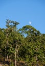 The moon rises in the daytime near the evening above the treetops of the forest