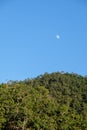 The moon rises in the daytime near the evening above the treetops