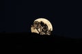 Moon rising behind a silhouetted Arbutus Tree