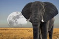 Moon rising over African Wildlife - Elephant Royalty Free Stock Photo