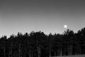 Moon rising up behind a forest Royalty Free Stock Photo