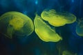 Moon sea jellies Royalty Free Stock Photo