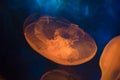 Moon sea jelly Royalty Free Stock Photo