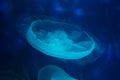 Moon sea jelly Royalty Free Stock Photo