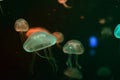 Moon Sea Jellyfish Aurelia aurita inside aquarium with black background