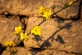 Yellow flower along stone wall Royalty Free Stock Photo