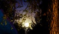 The moon seen of the secular forest. Royalty Free Stock Photo