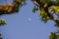 Moon seen through the trees