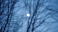 The moon seens between of the branches Royalty Free Stock Photo