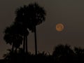 Moon Setting Behind the Palms