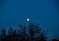 Moon setting over  forest Royalty Free Stock Photo