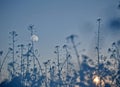 The moon and the setting sun among the grasses