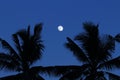 The moon between shadow of coconut tree