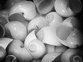 Moon shells Royalty Free Stock Photo