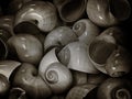Moon shells Royalty Free Stock Photo