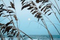 The moon hiding behind sea grass on the beach Royalty Free Stock Photo