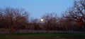 The moon shinning through the trees as it sets in the morning sky.