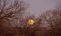 The moon shinning through the trees as it sets in the morning sky.