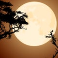Moon and silhouettes of tree branches Royalty Free Stock Photo