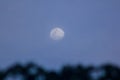 The daytime moon above the tall tree Royalty Free Stock Photo