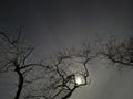 The moon in the sky between dry branches