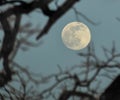 Moon in the Sky at Dusk Royalty Free Stock Photo