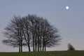 Moon and small group of trees after sunset Royalty Free Stock Photo