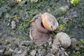 Moon snail (Neverita lewisii) with both shell and foot visible on a rocky, sea-weed-covered beach. Royalty Free Stock Photo