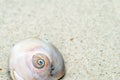 Moon Snail in Sand Royalty Free Stock Photo