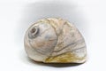 Moon Snail shell against a light background. Royalty Free Stock Photo