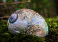 Moon snail shell. Royalty Free Stock Photo