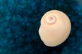 Moon Snail Shell on Blue Royalty Free Stock Photo