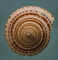 Moon Snail Shell - Exotic Royalty Free Stock Photo