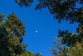 The moon spotted between tree branches Royalty Free Stock Photo